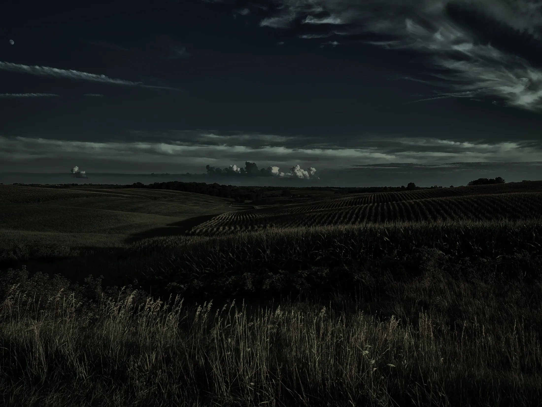 cornfield and sky